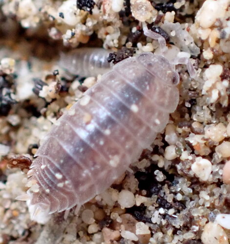 Agabiformius obtusus