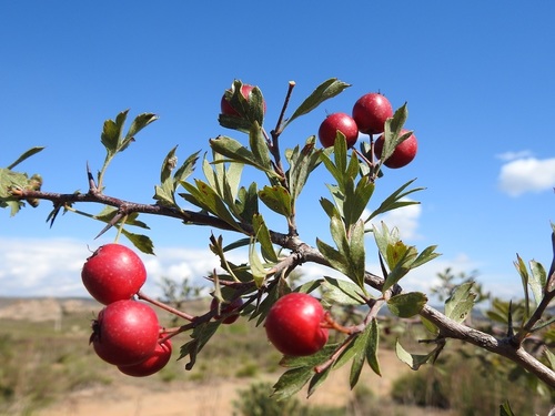 Crataegus granatensis, photograph 6