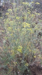 Anethum foeniculum image