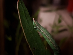 Crypsiphona ocultaria