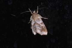 Callopistria placodoides
