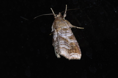 Callopistria placodoides