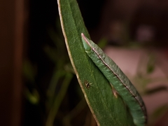 Crypsiphona ocultaria