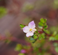 Boronia microphylla