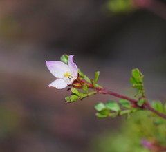 Boronia microphylla