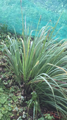 Cymbopogon nardus