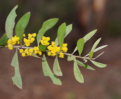 Acacia dorothea