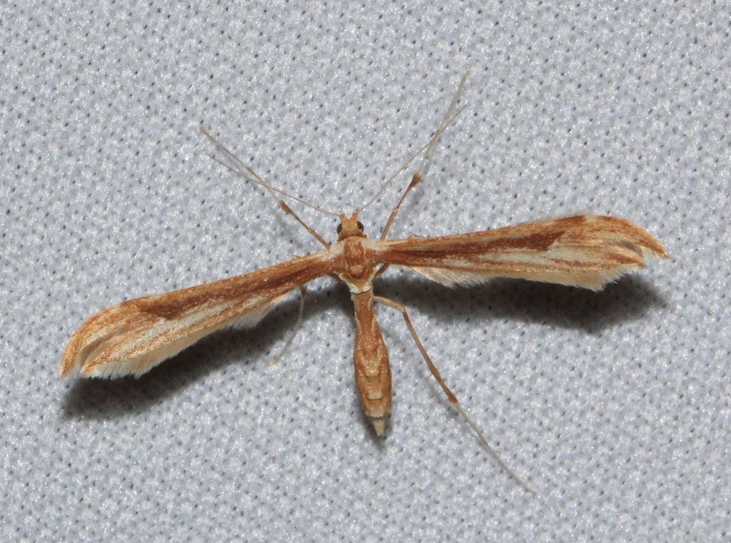Field's Plume Moth