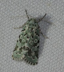 Bryolymnia viridata