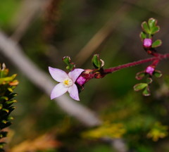 Boronia microphylla