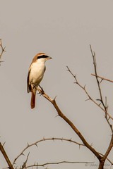 Lanius phoenicuroides