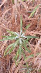 Carlina falcata image