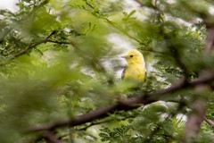 Aegithina nigrolutea