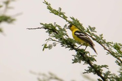 Aegithina nigrolutea