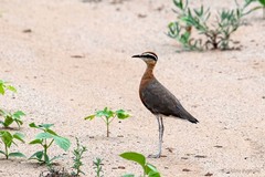 Cursorius coromandelicus