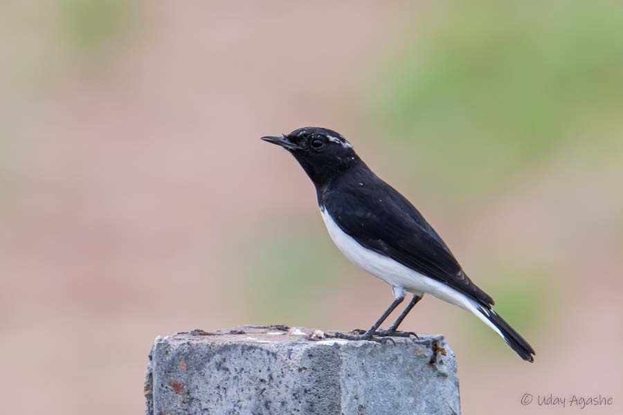 Variable Wheatear photo