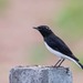 Variable Wheatear - Photo (c) Uday Agashe, some rights reserved (CC BY-NC), uploaded by Uday Agashe