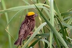 Ploceus manyar