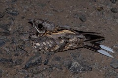 Caprimulgus asiaticus