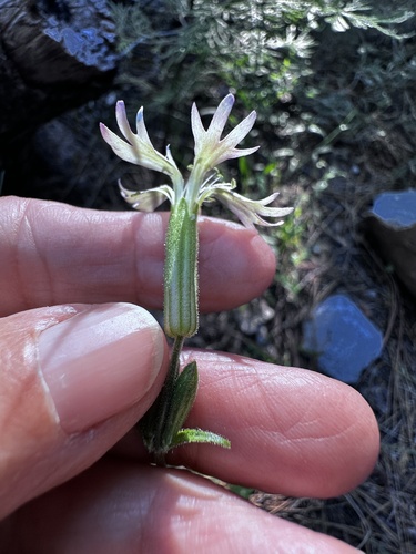 Western Campion (Silene occidentalis)