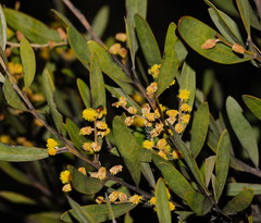 Acacia dorothea