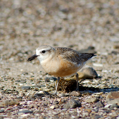 Charadrius obscurus
