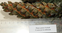 Pinus peuce