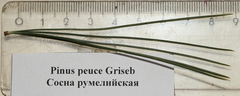 Pinus peuce