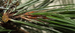 Pinus peuce