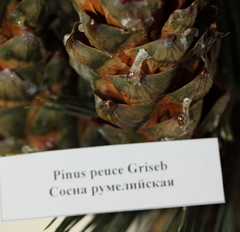 Pinus peuce