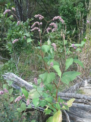 Persicaria pilosa