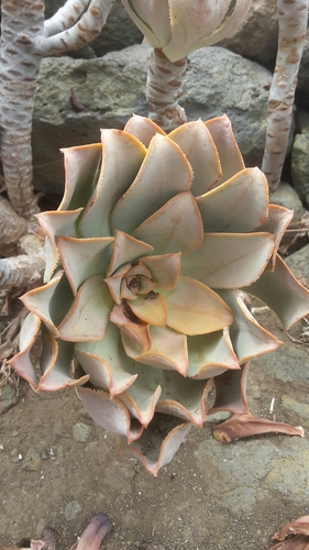 Image of Aeonium davidbramwellii by no rights reserved