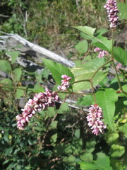 Persicaria pilosa