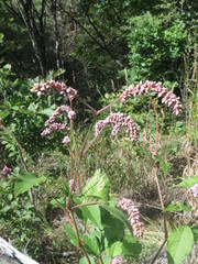 Persicaria pilosa