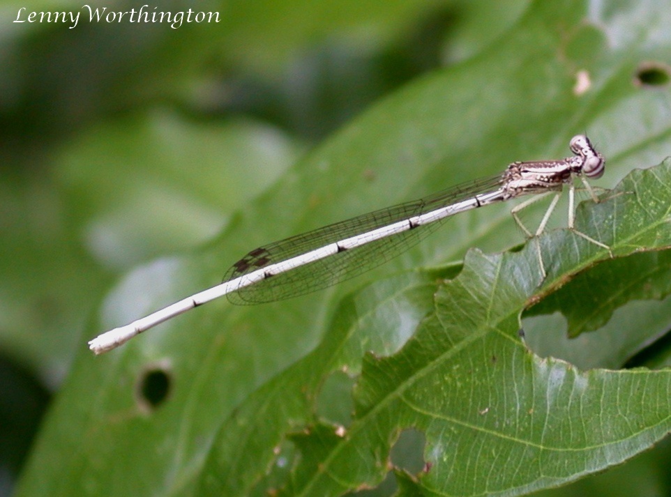 Yellow featherlegs