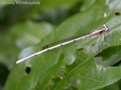 Yellow featherlegs