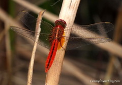 Crocothemis servilia servilia