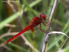 Crocothemis servilia servilia
