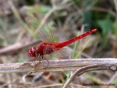 Crocothemis servilia servilia