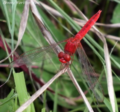 Crocothemis servilia servilia