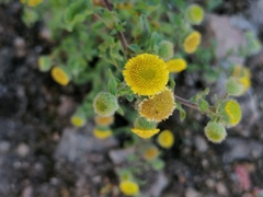 Pulicaria vulgaris
