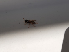 Polistes
