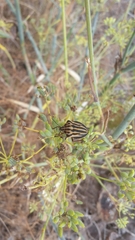 Graphosoma interruptum