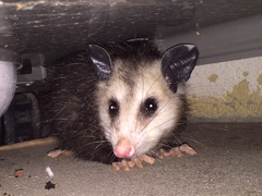 Didelphis virginiana