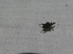 Stephanorhynchus crassus