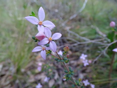 Boronia edwardsii