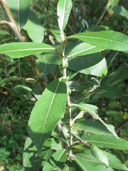 Salix gracilistyla