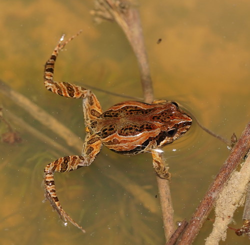 Common Eastern Froglet, photo 2 of 7