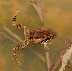 Brown Froglet photo 2