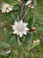 Protea madiensis subsp. occidentalis image